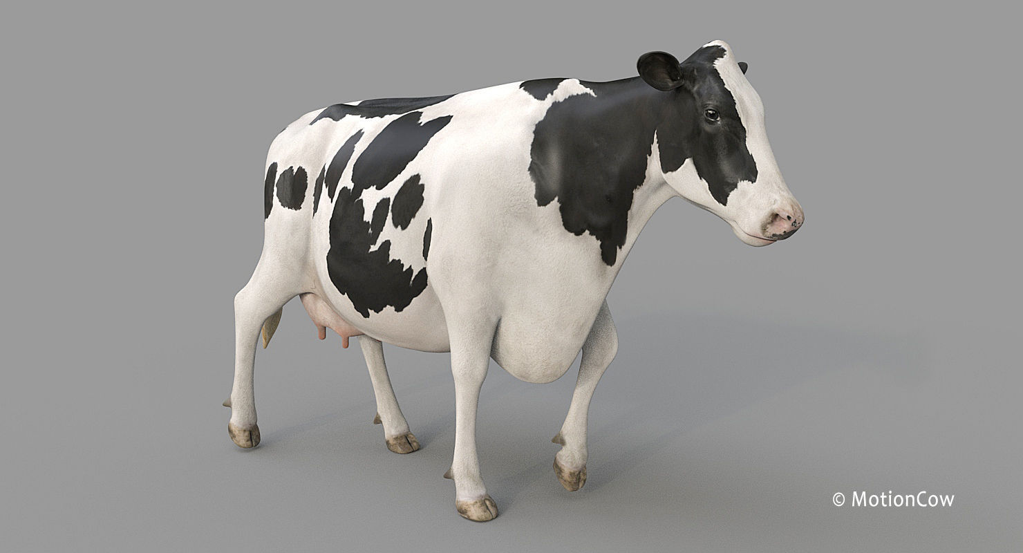 Cow PRO - Holstein 3D model_3