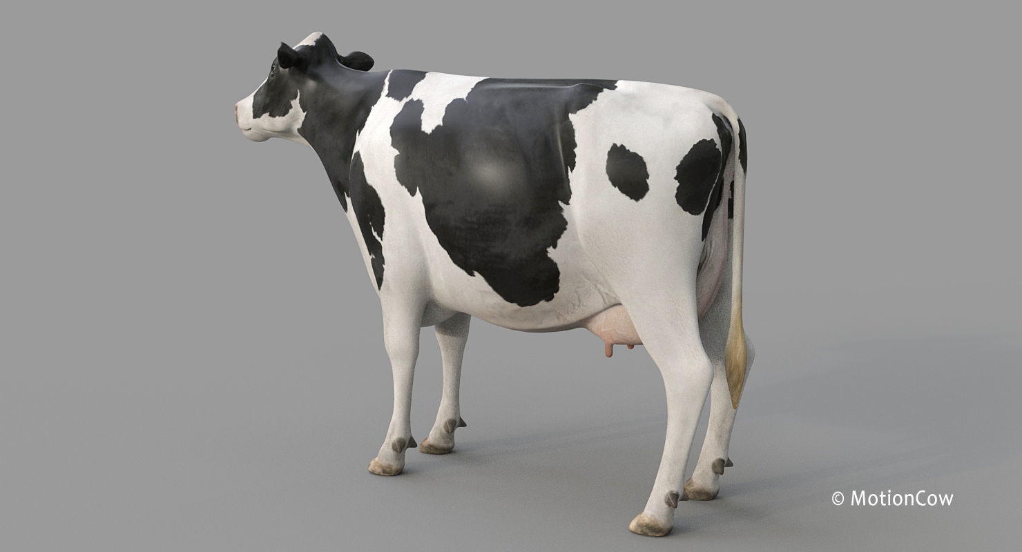 Cow PRO - Holstein 3D model_22