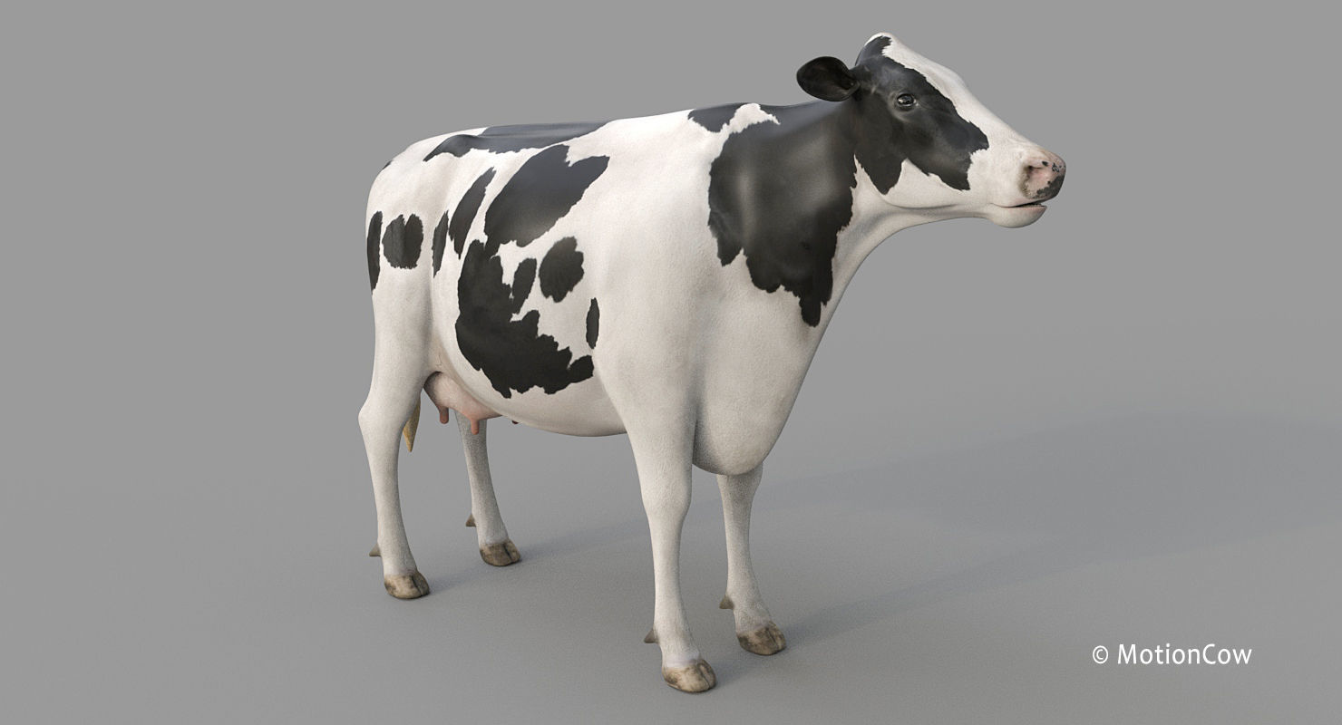 Cow PRO - Holstein 3D model_18