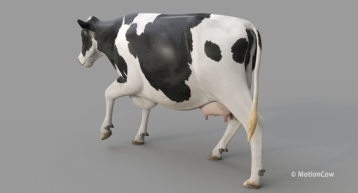 Cow PRO - Holstein 3D model_11