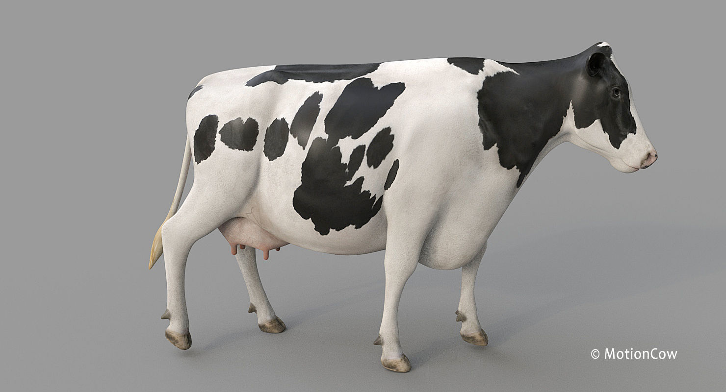 Cow PRO - Holstein 3D model_4