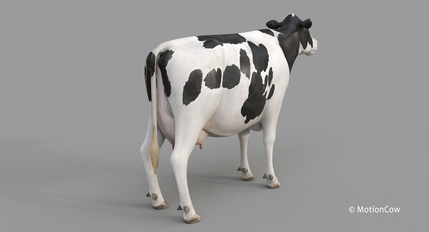 Cow PRO - Holstein 3D model_20