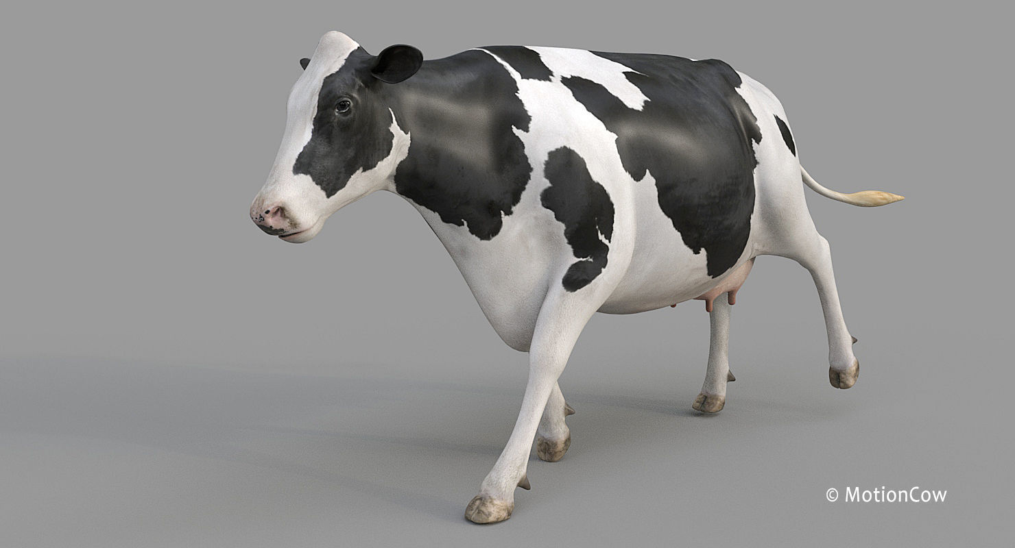 Cow PRO - Holstein 3D model_13