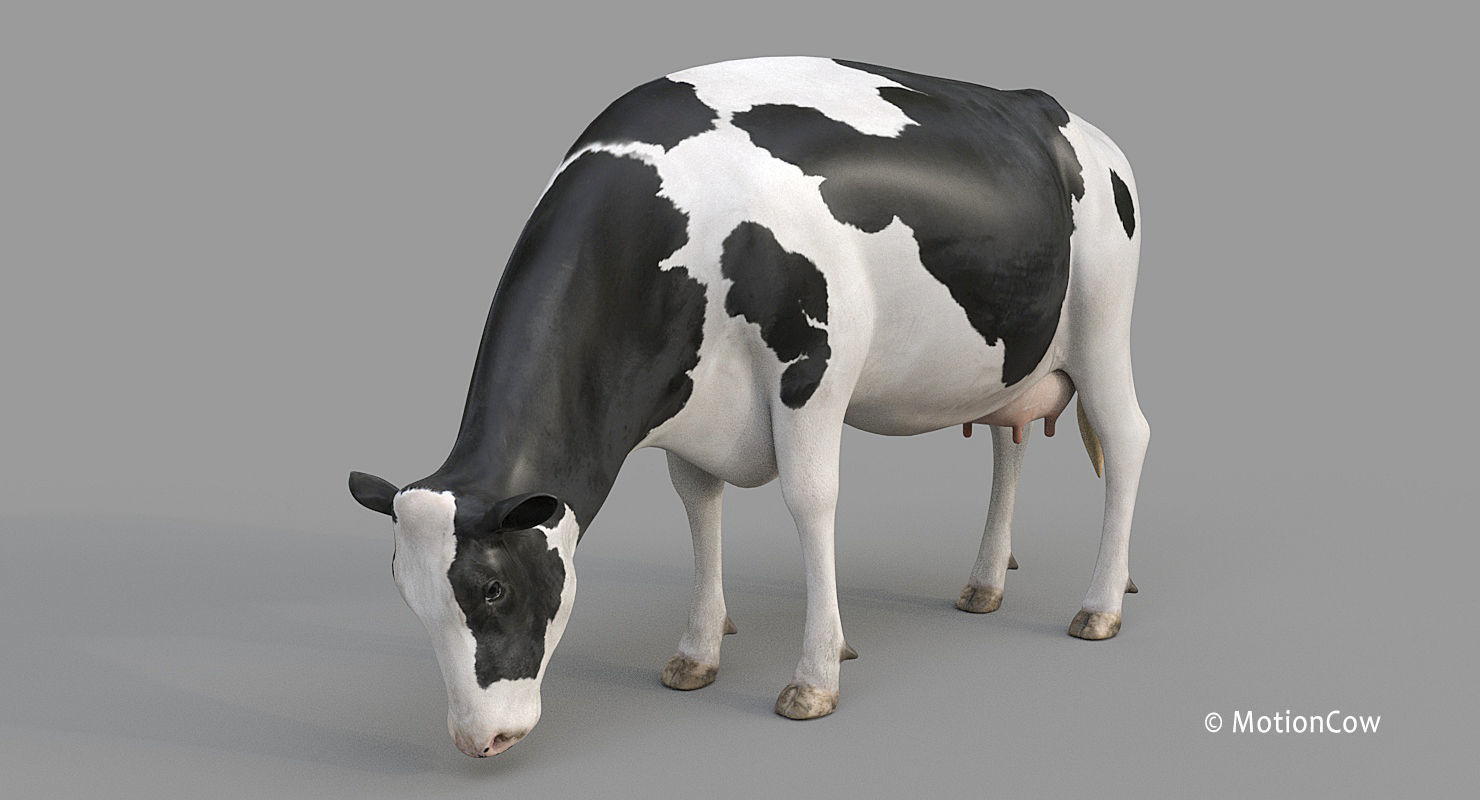Cow PRO - Holstein 3D model_15