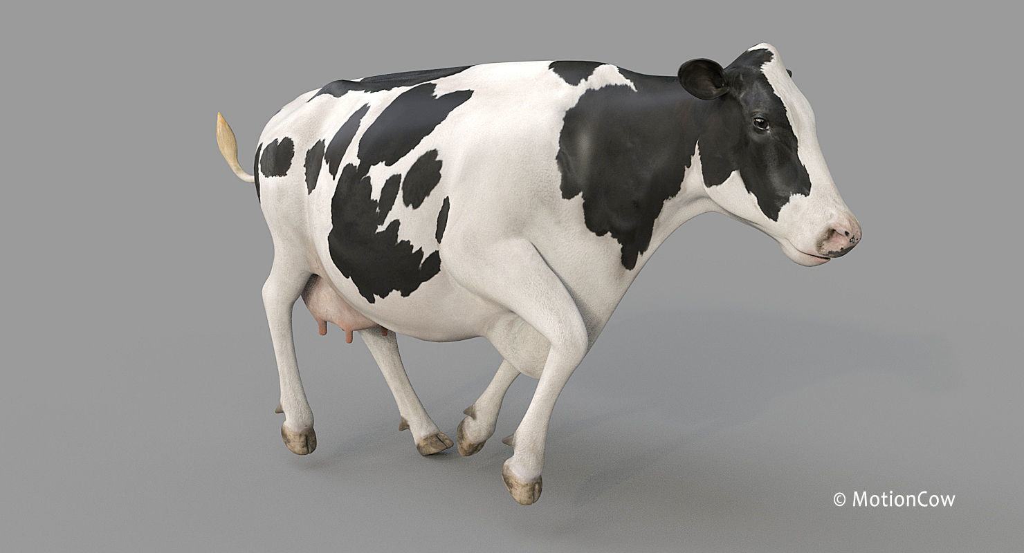 Cow PRO - Holstein 3D model_9
