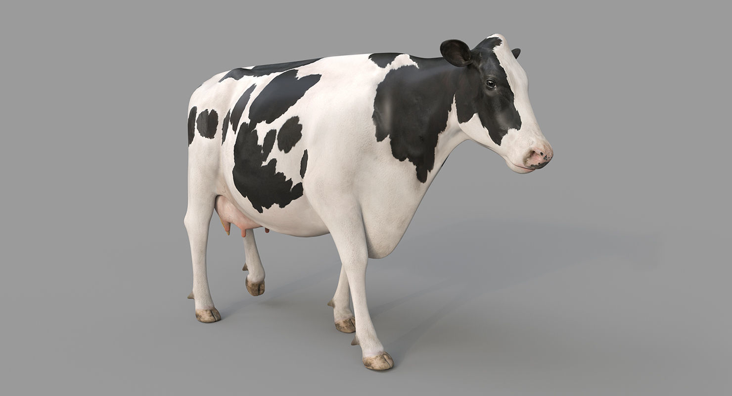 Cow PRO - Holstein 3D model_2