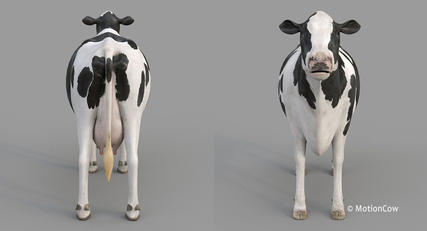 Cow PRO - Holstein 3D model_21