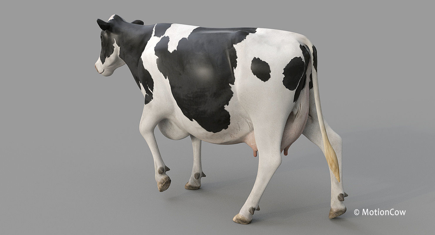 Cow PRO - Holstein 3D model_6