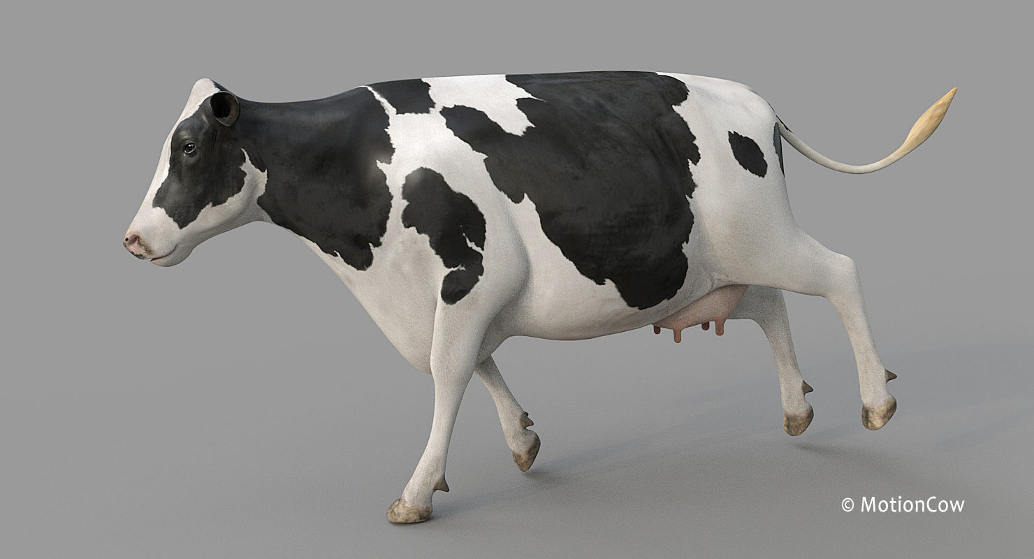 Cow PRO - Holstein 3D model_12