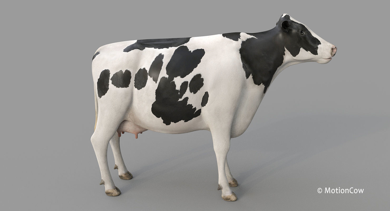 Cow PRO - Holstein 3D model_19