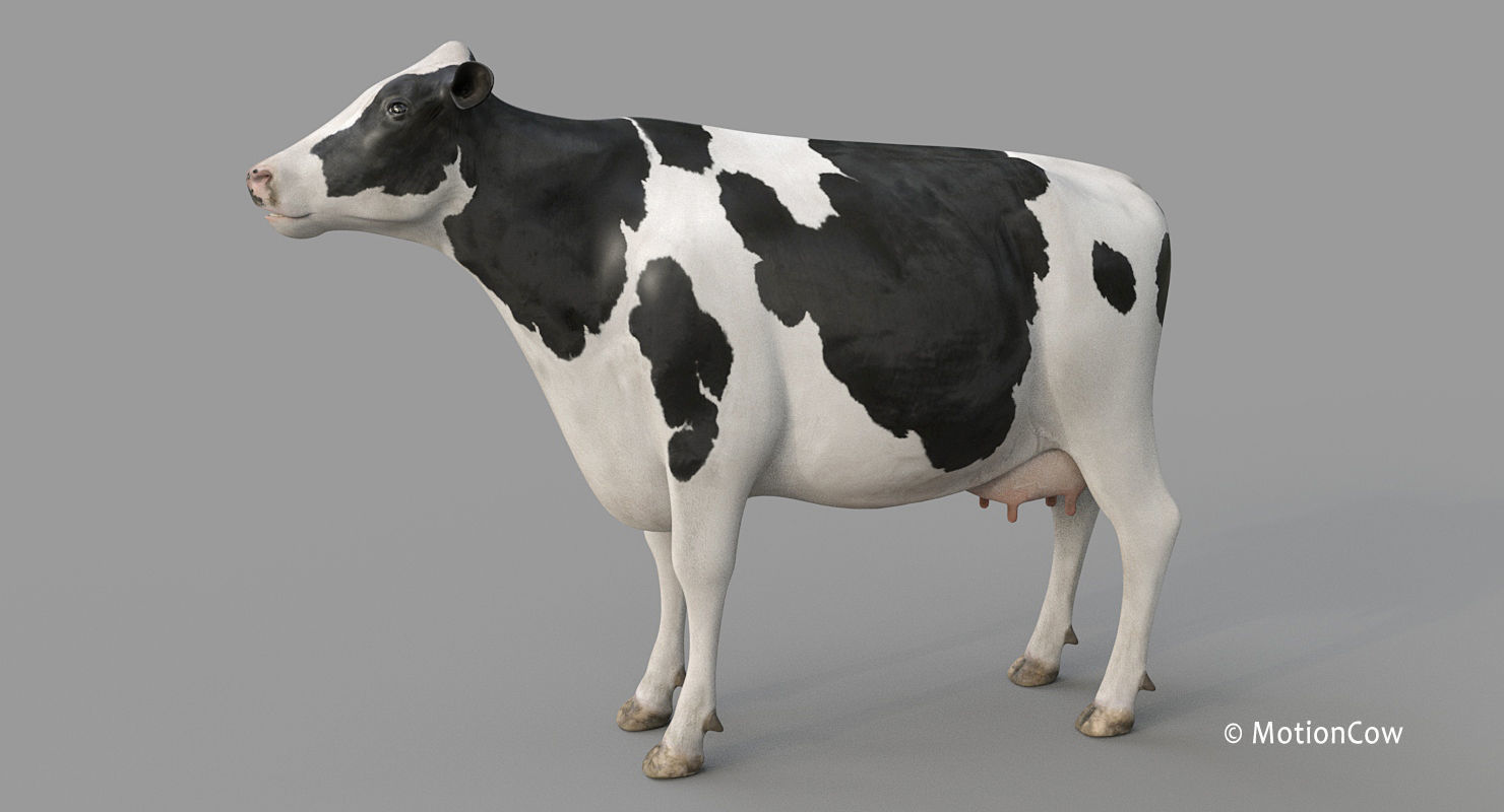 Cow PRO - Holstein 3D model_23