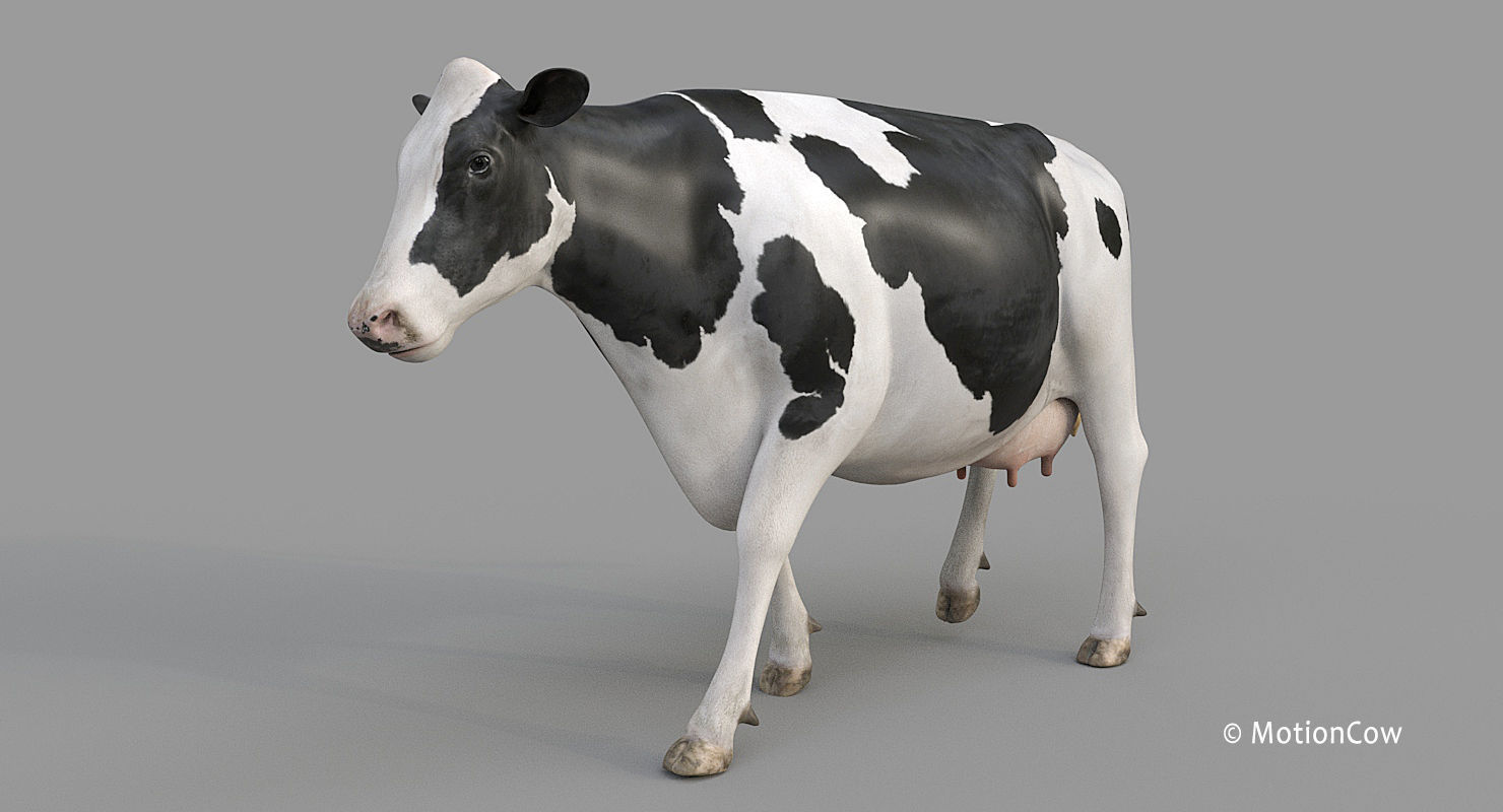 Cow PRO - Holstein 3D model_8