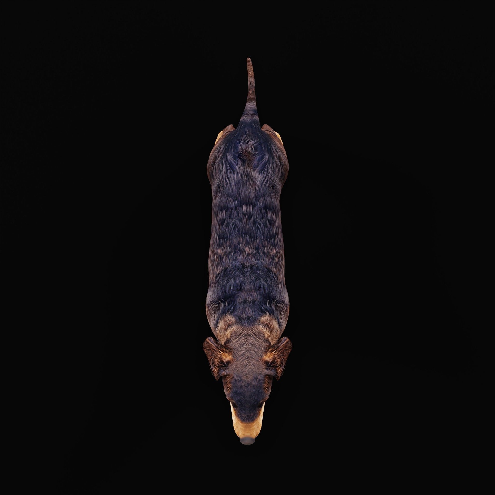 Wiener Dog Low-poly 3D model_27