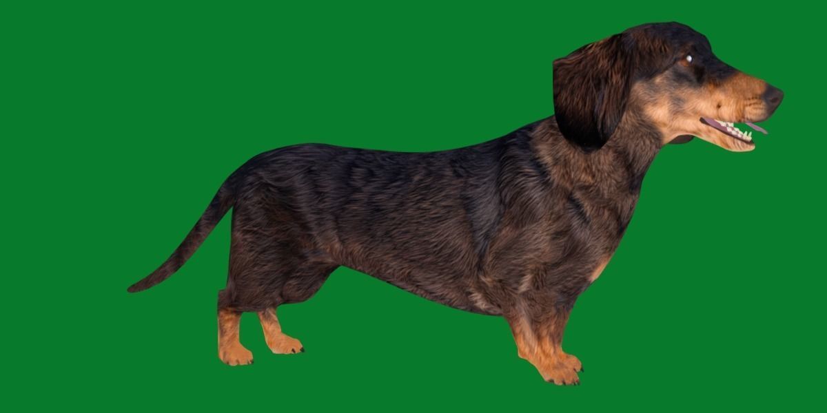 Wiener Dog Low-poly 3D model_18