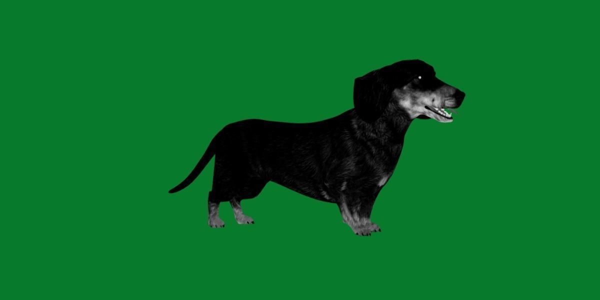 Wiener Dog Low-poly 3D model_5