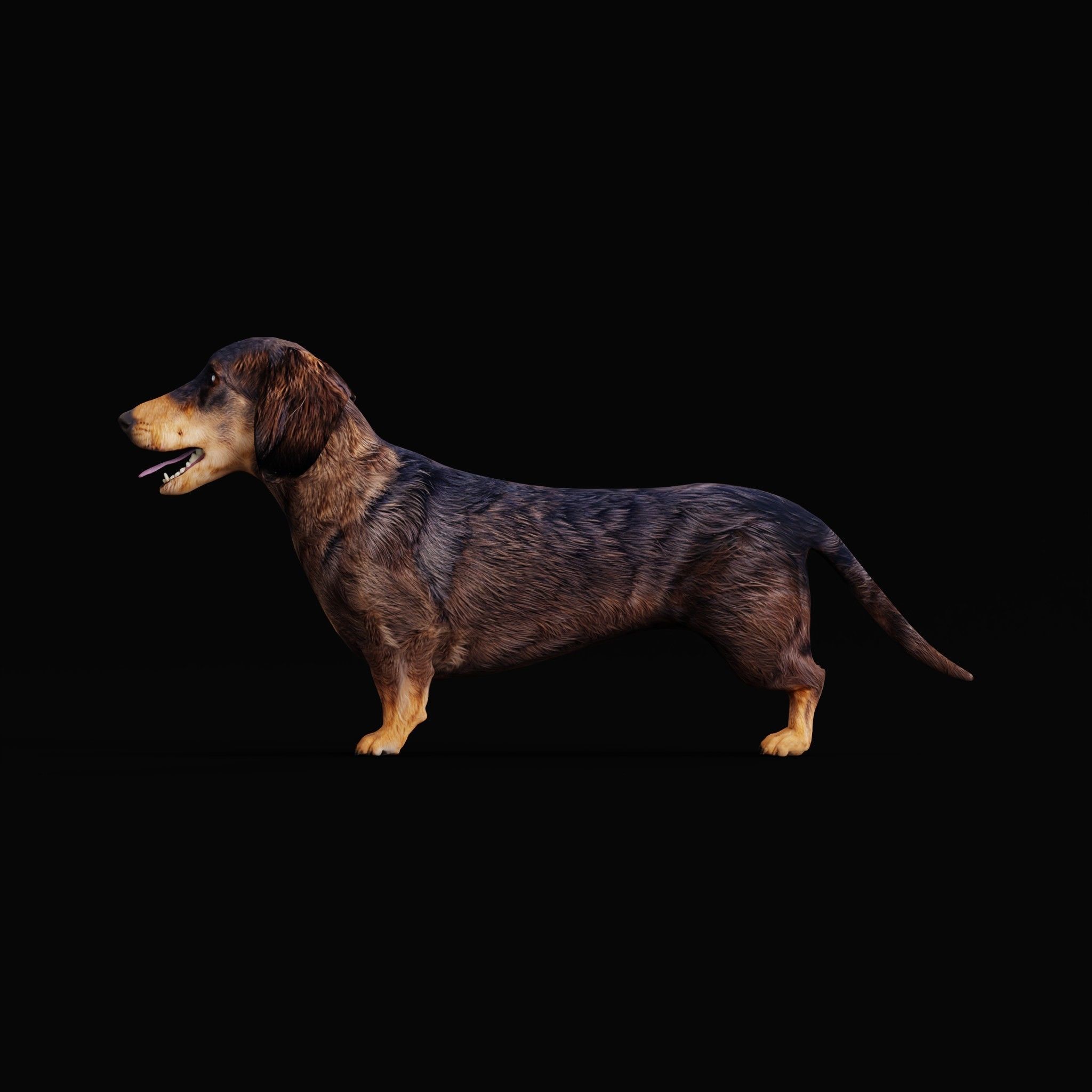 Wiener Dog Low-poly 3D model_26
