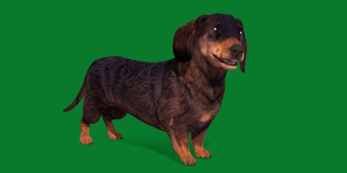 Wiener Dog Low-poly 3D model_2