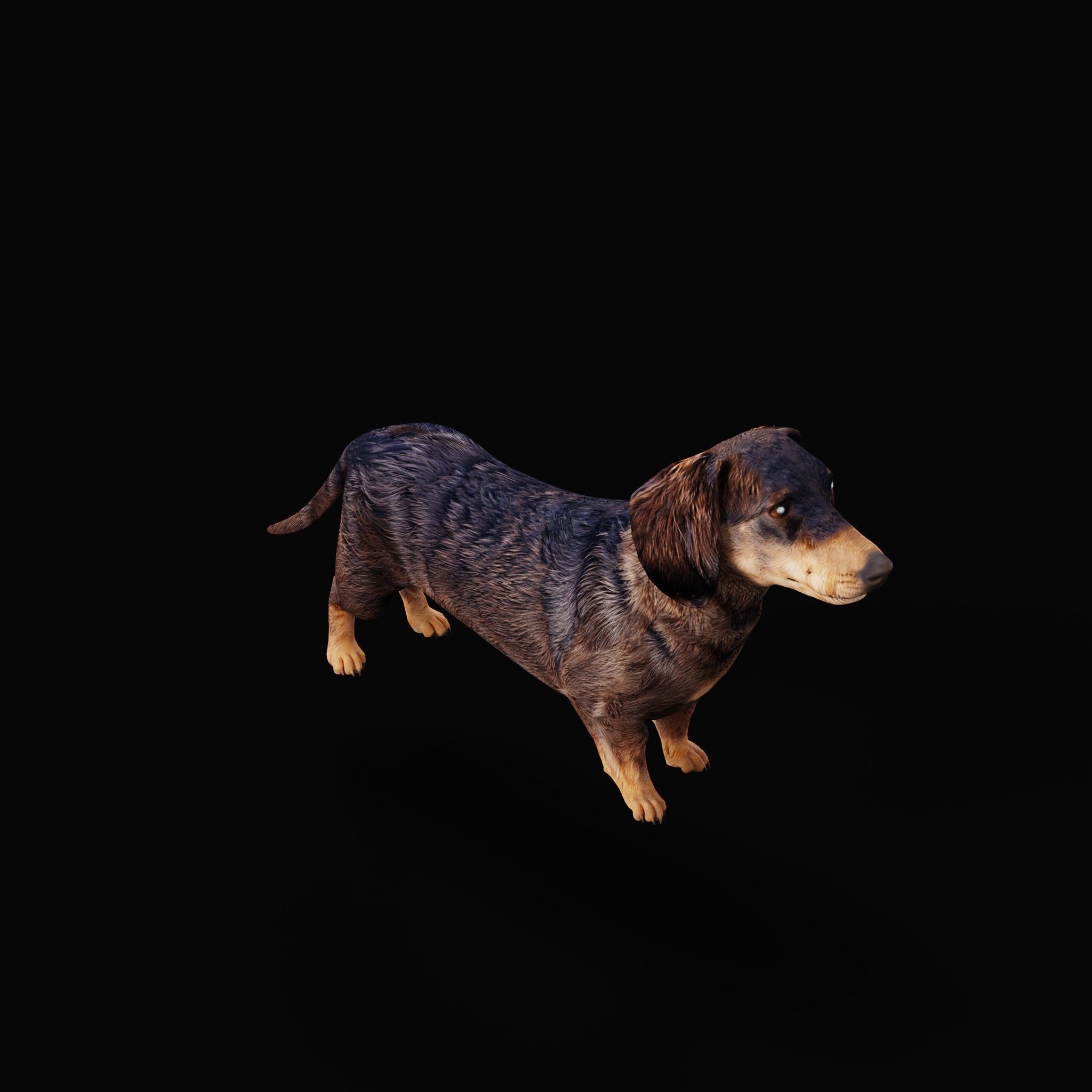 Wiener Dog Low-poly 3D model_28