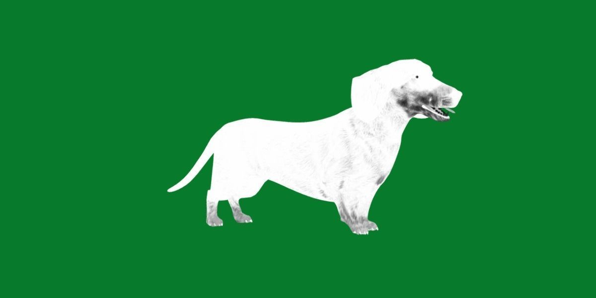 Wiener Dog Low-poly 3D model_4