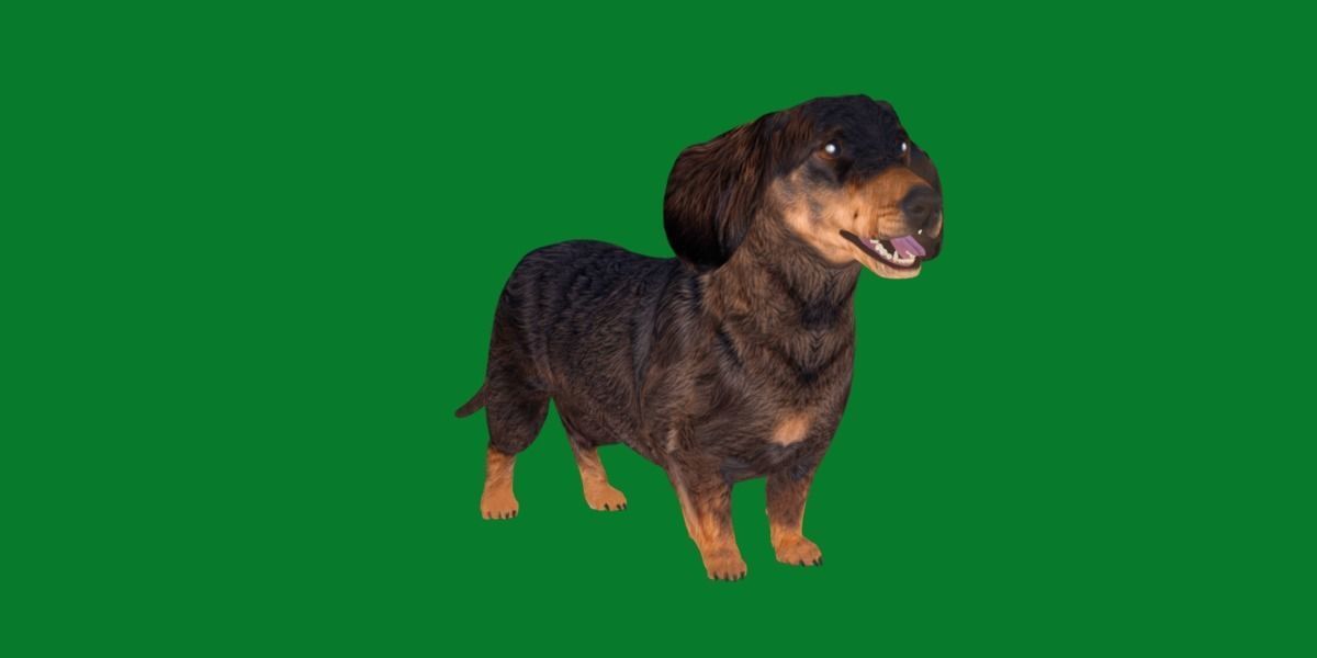 Wiener Dog Low-poly 3D model_14