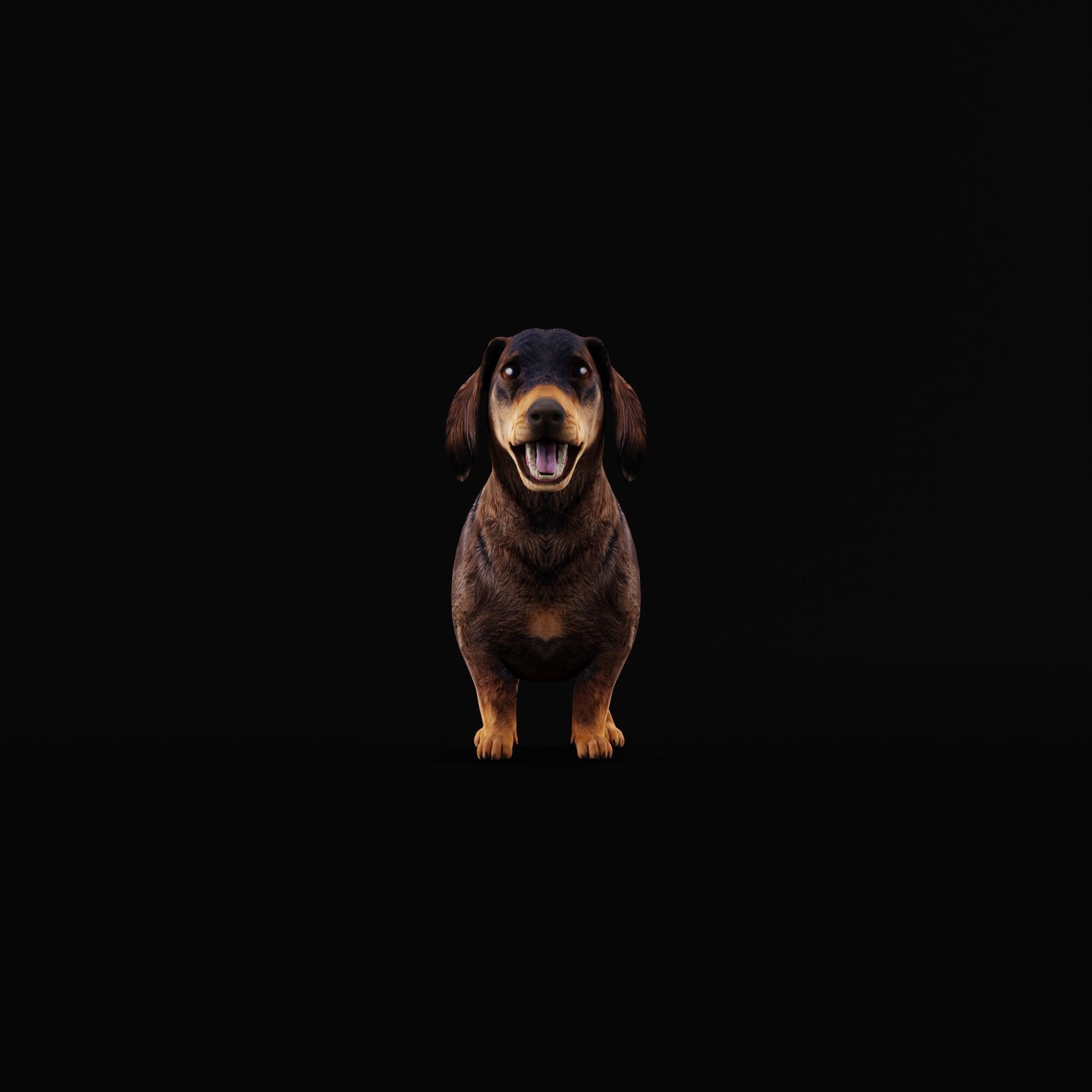 Wiener Dog Low-poly 3D model_25
