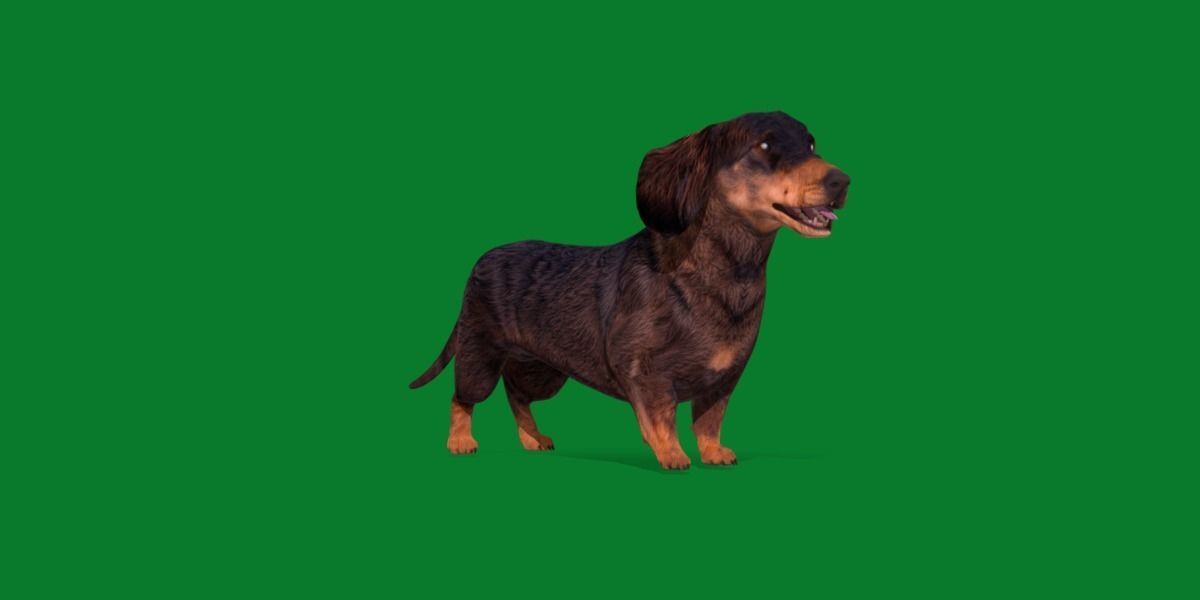 Wiener Dog Low-poly 3D model_21