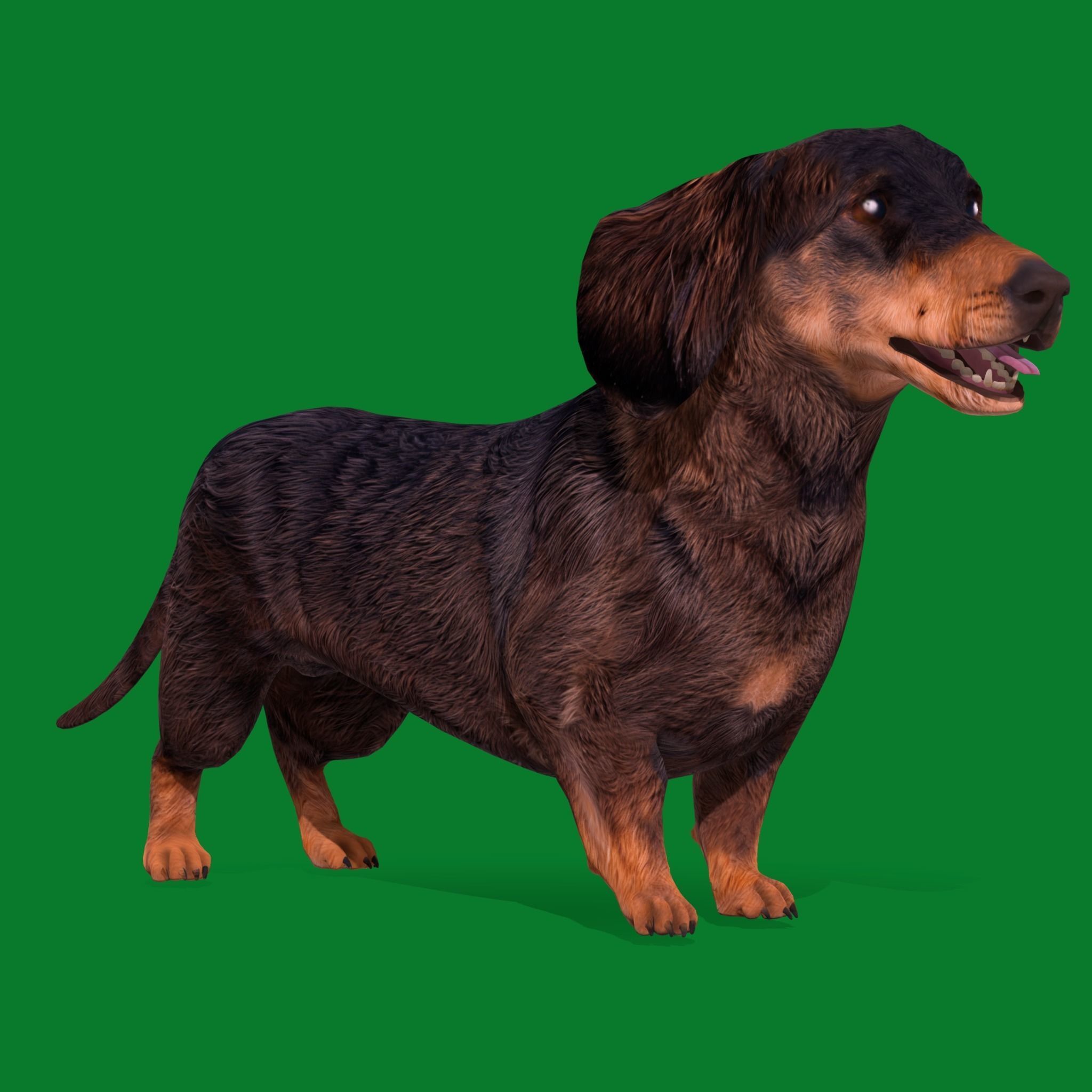 Wiener Dog Low-poly 3D model_15
