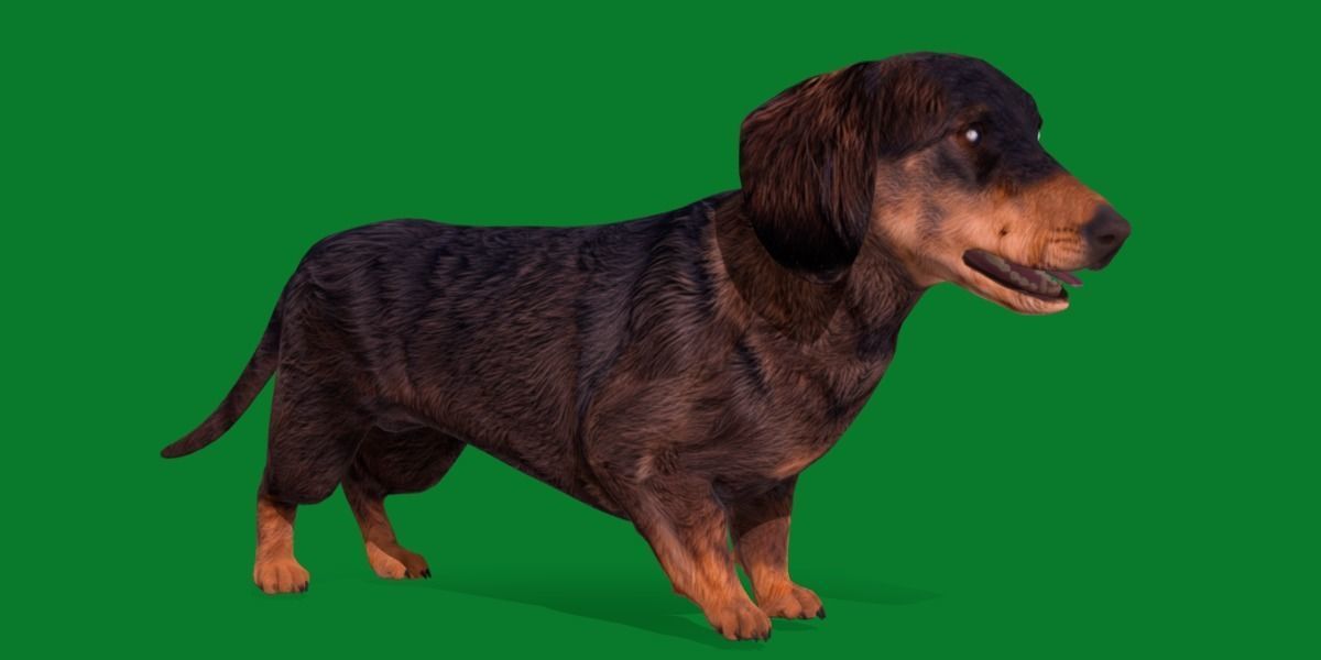Wiener Dog Low-poly 3D model_23