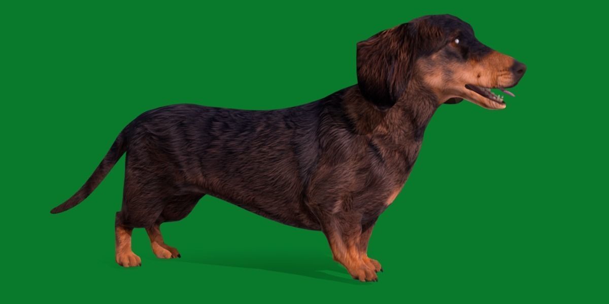 Wiener Dog Low-poly 3D model_13