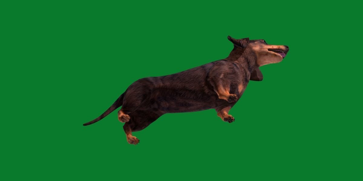 Wiener Dog Low-poly 3D model_20