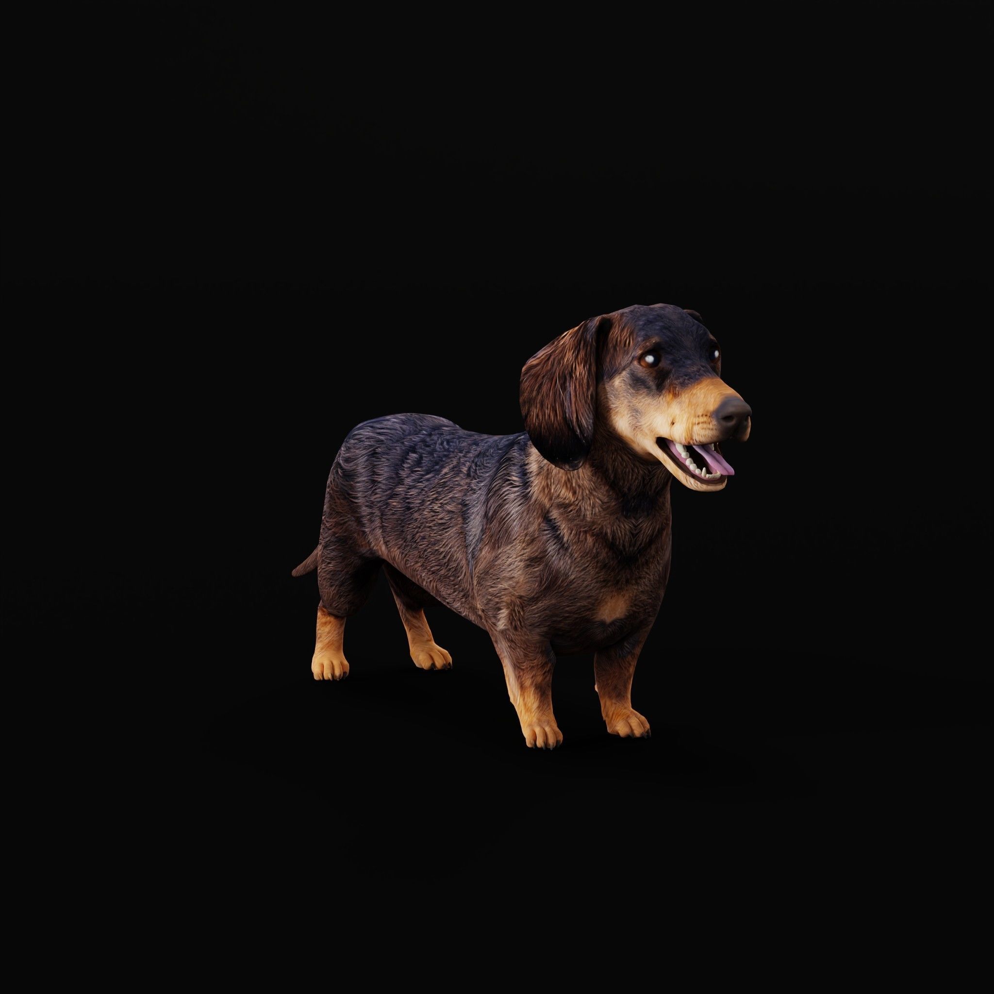 Wiener Dog Low-poly 3D model_24