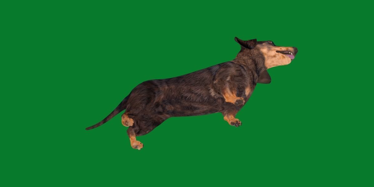 Wiener Dog Low-poly 3D model_19