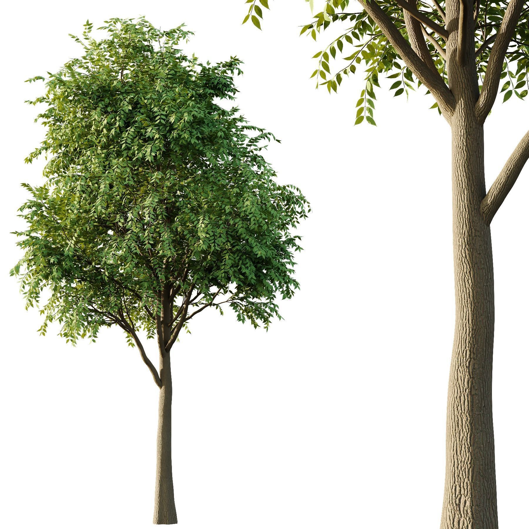 fraxinus excelsior Tree02 3D model_1