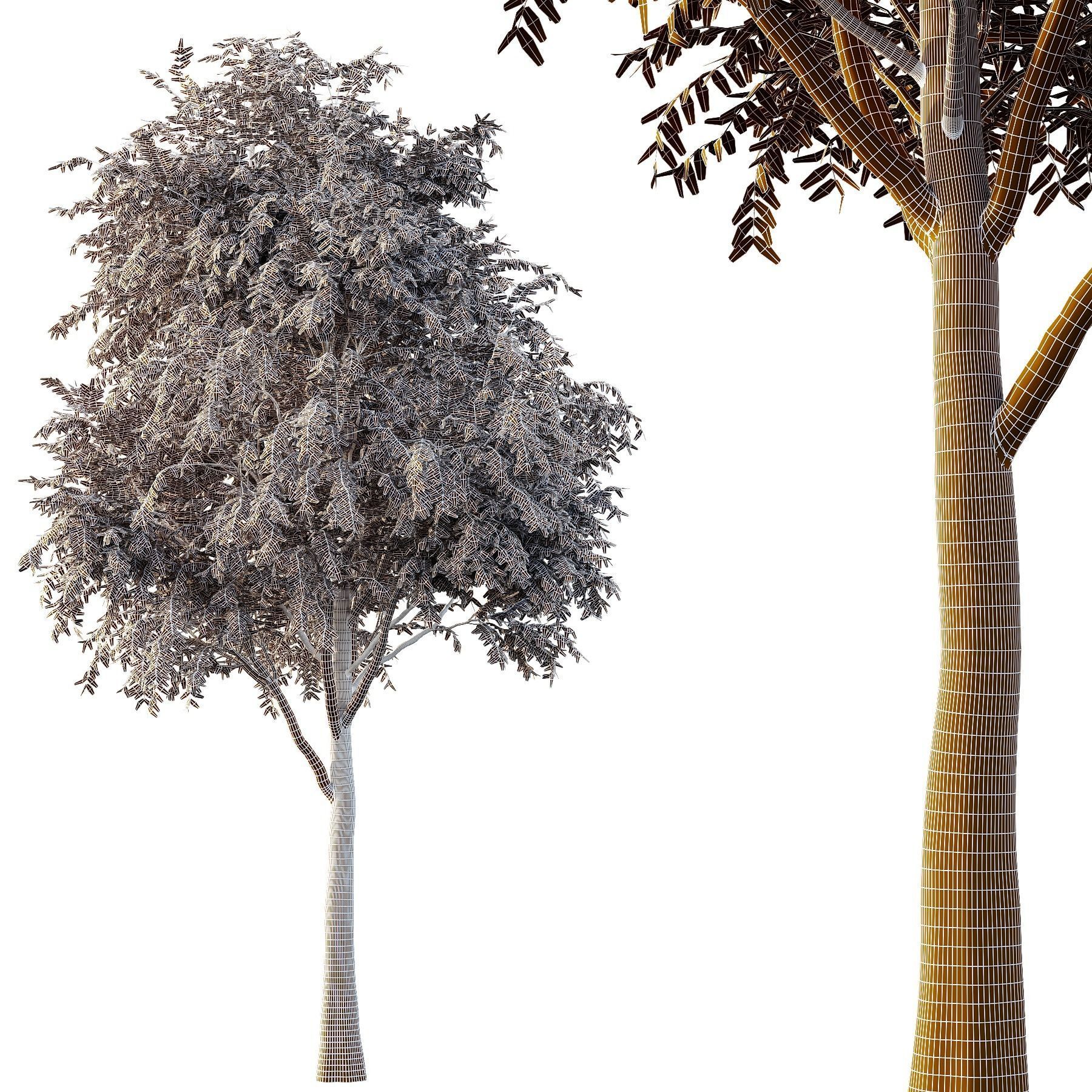 fraxinus excelsior Tree02 3D model_3
