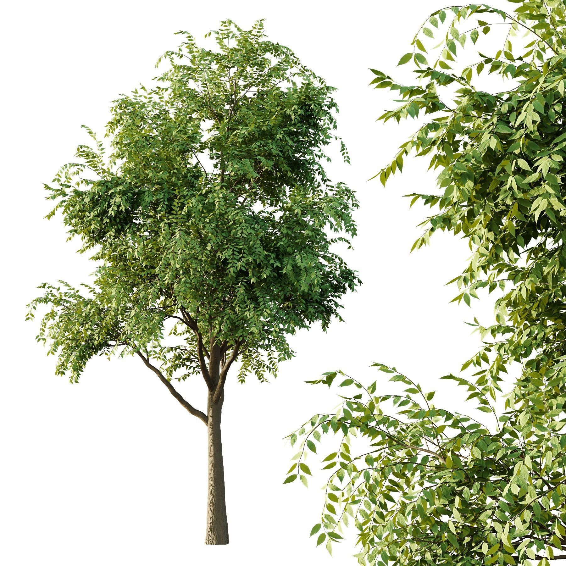 fraxinus excelsior Tree02 3D model_2