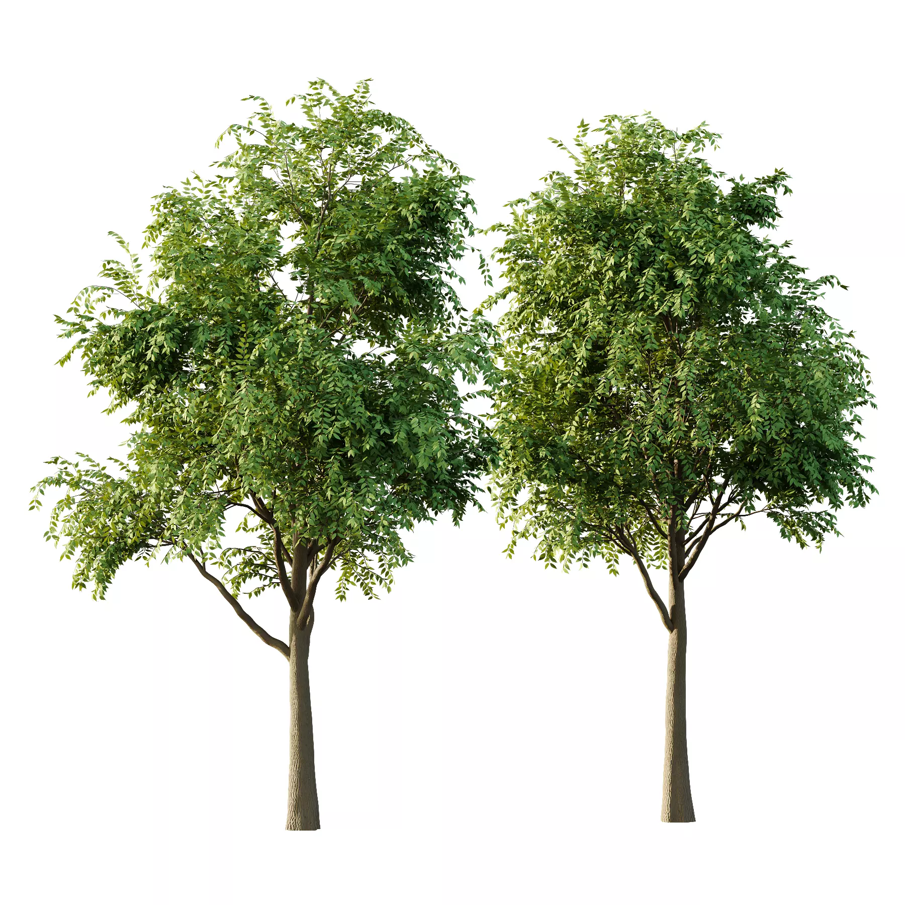 fraxinus excelsior Tree02 3D model_0