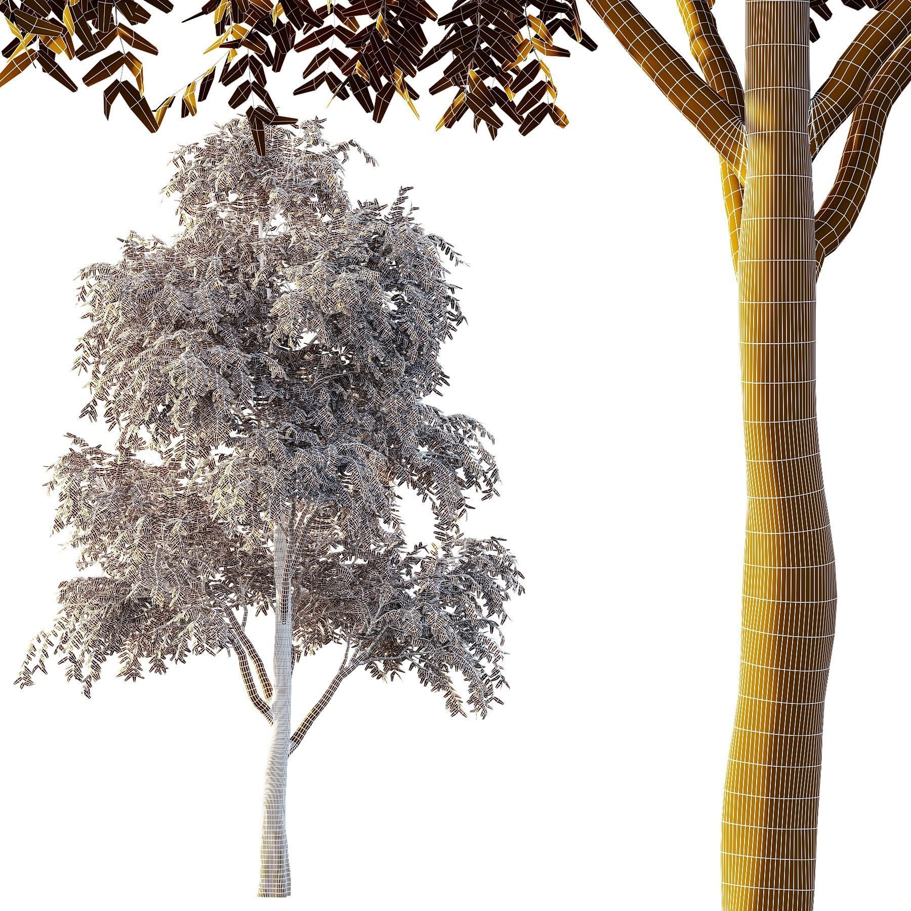 fraxinus excelsior Tree03 3D model_4