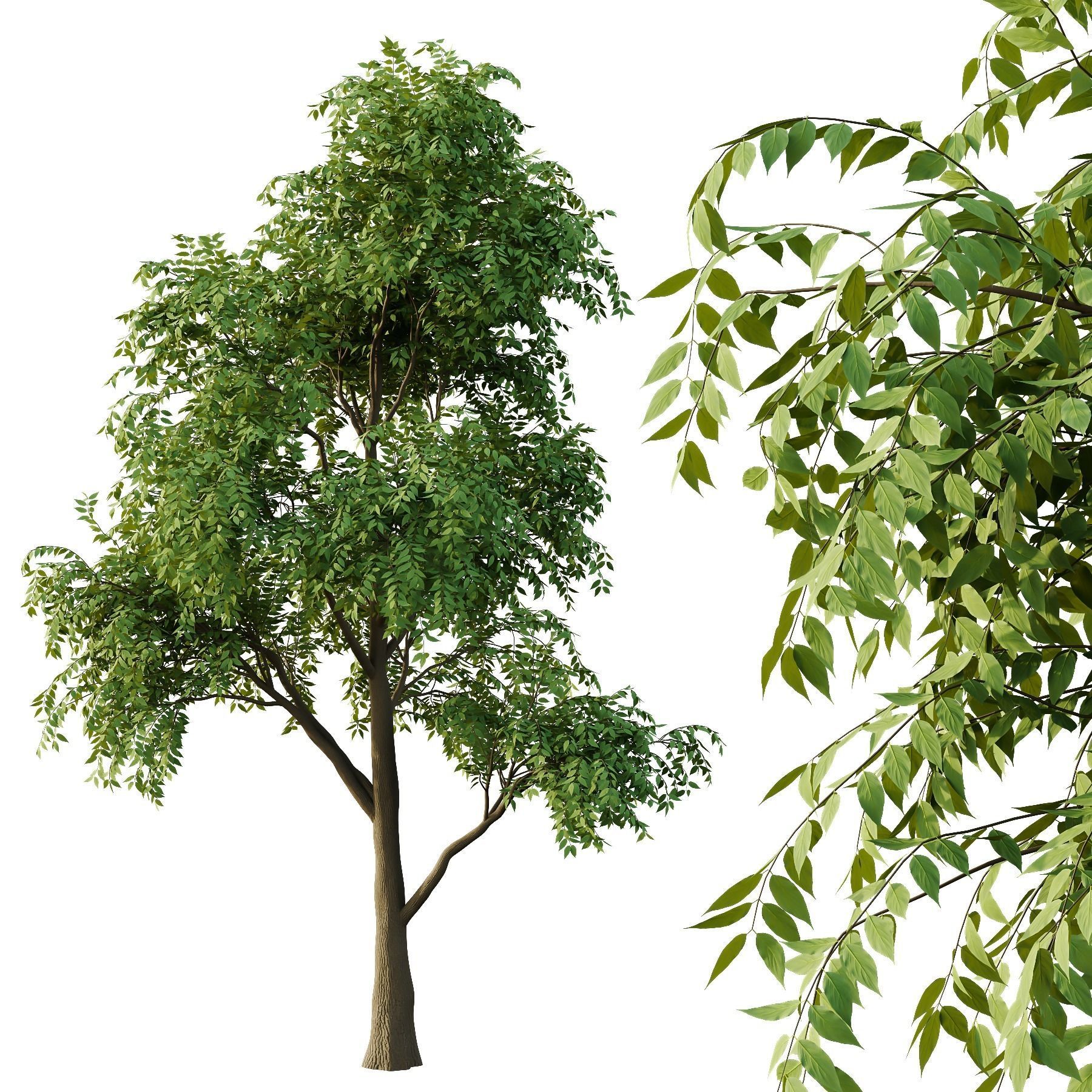 fraxinus excelsior Tree03 3D model_2