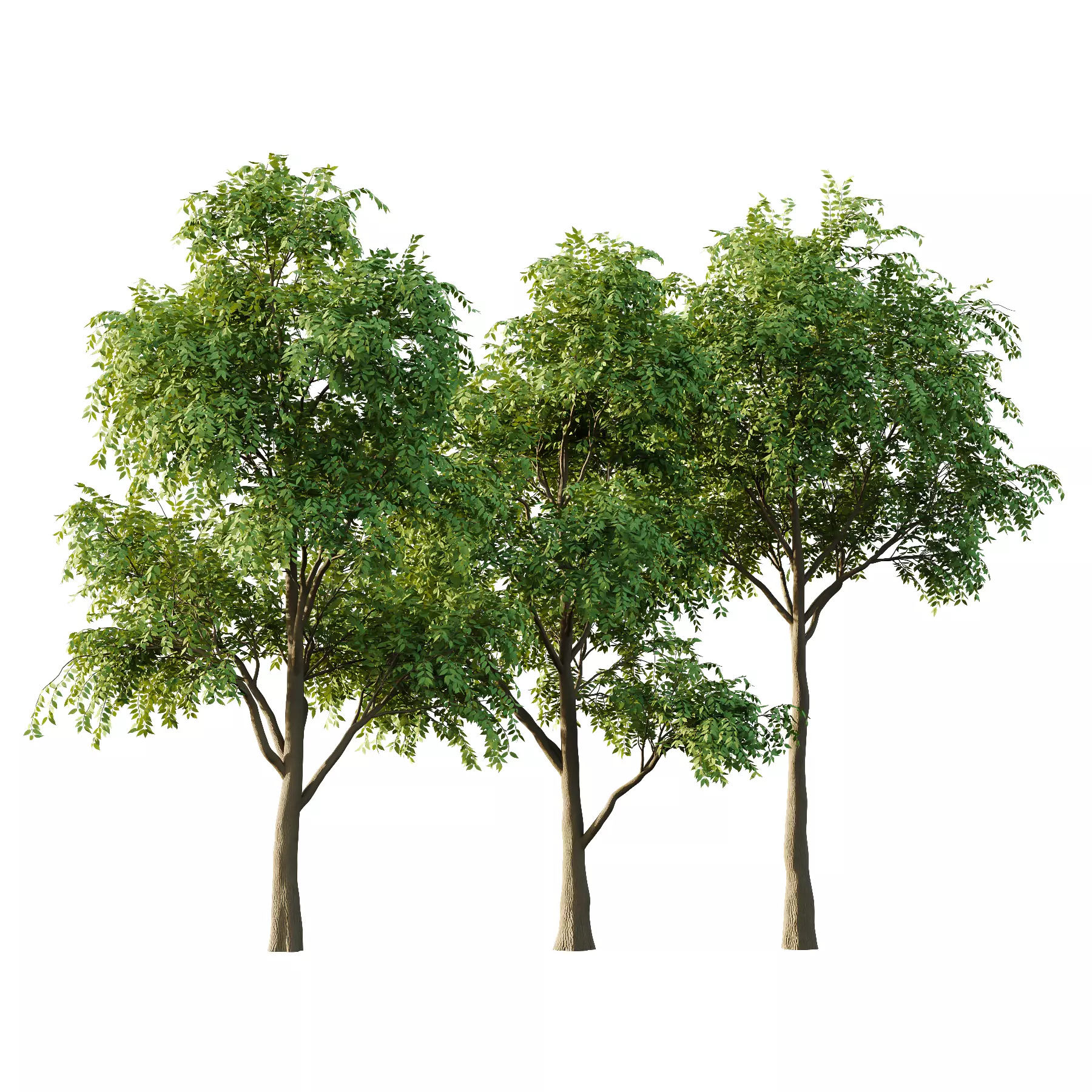fraxinus excelsior Tree03 3D model_0