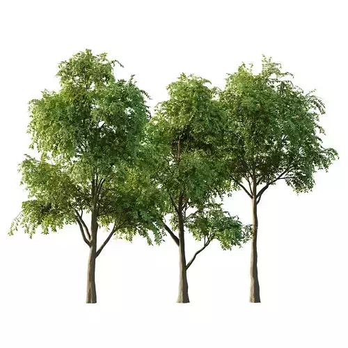 fraxinus excelsior Tree03 3D model