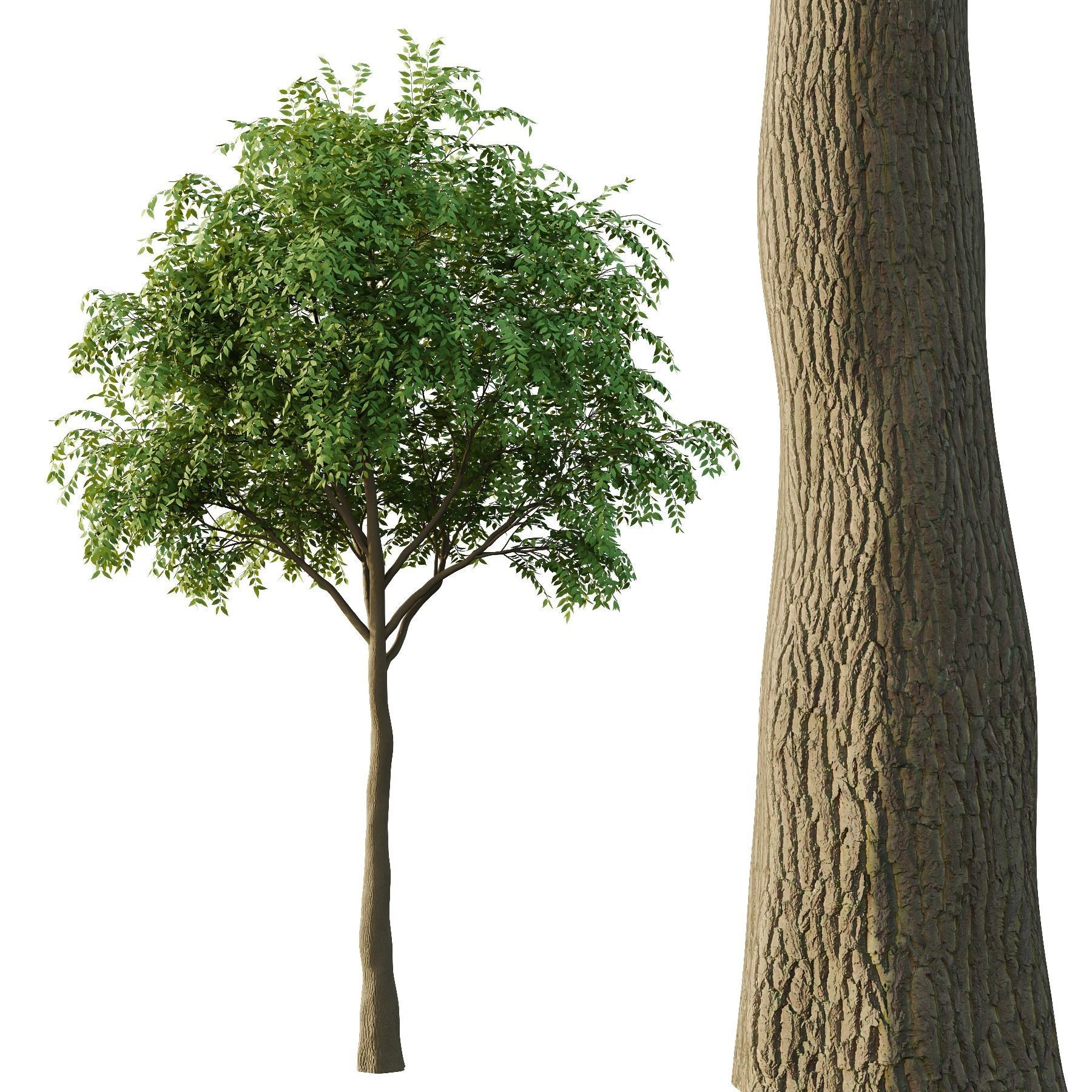 fraxinus excelsior Tree03 3D model_1
