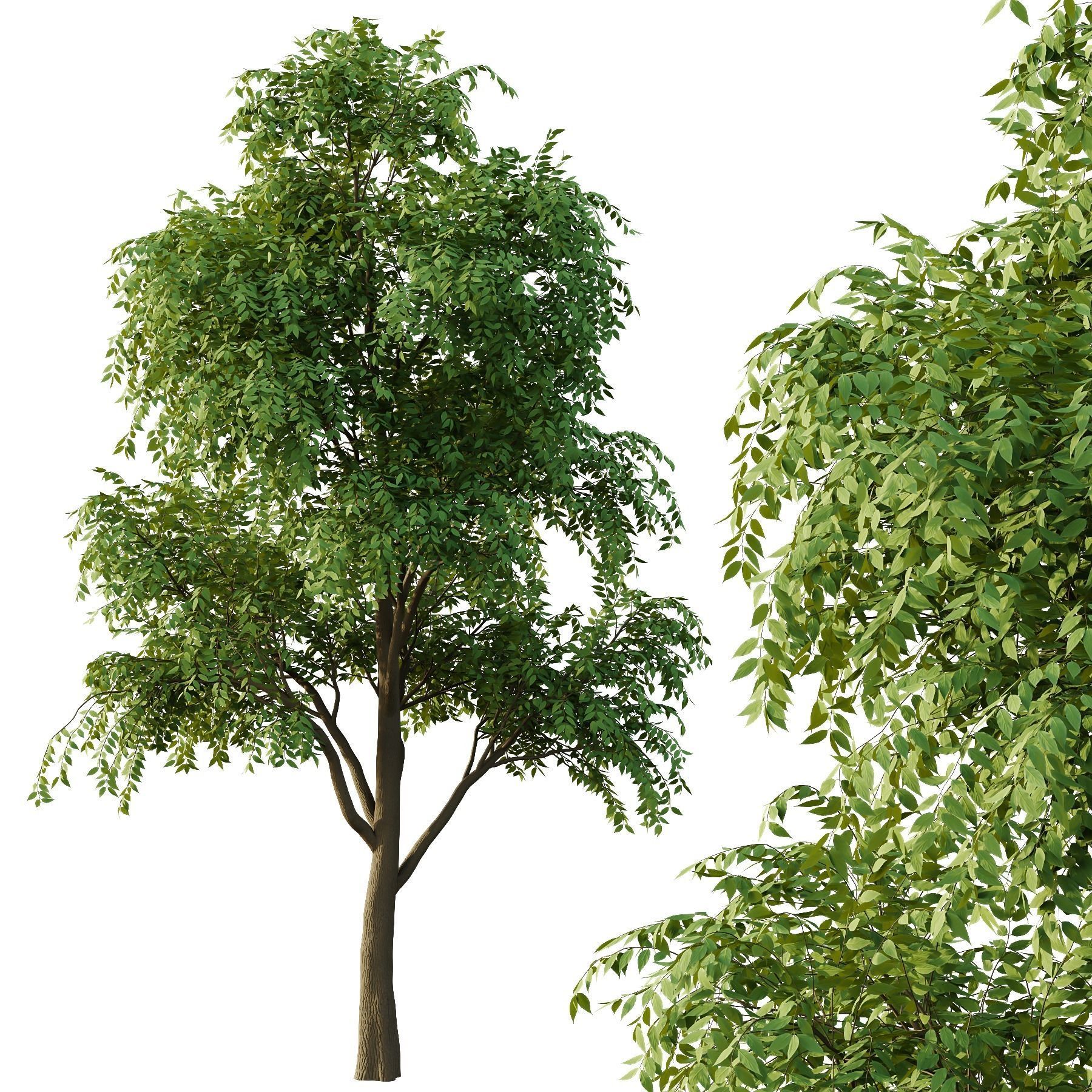 fraxinus excelsior Tree03 3D model_3