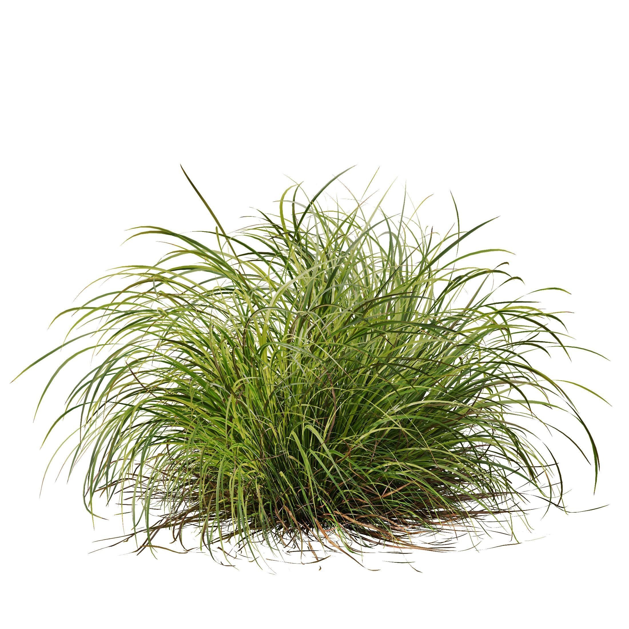 Libertia Grandiflora Grass and Carex Elata Aurea Grass 3D model_3