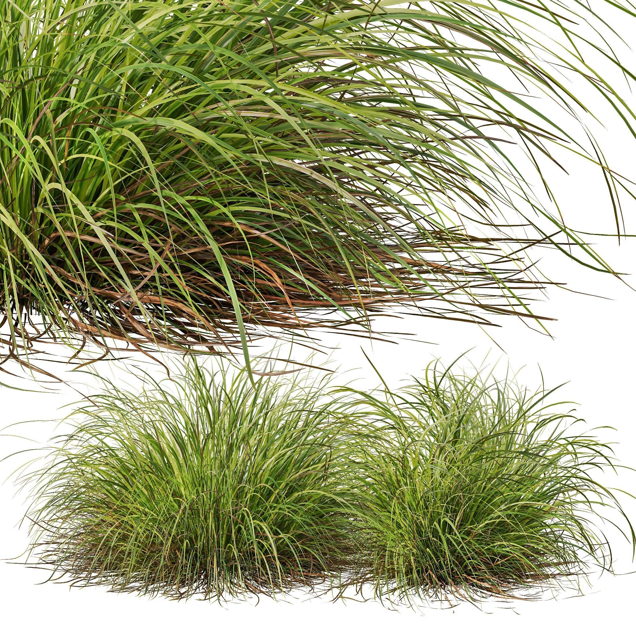 Libertia Grandiflora Grass and Carex Elata Aurea Grass 3D model_4