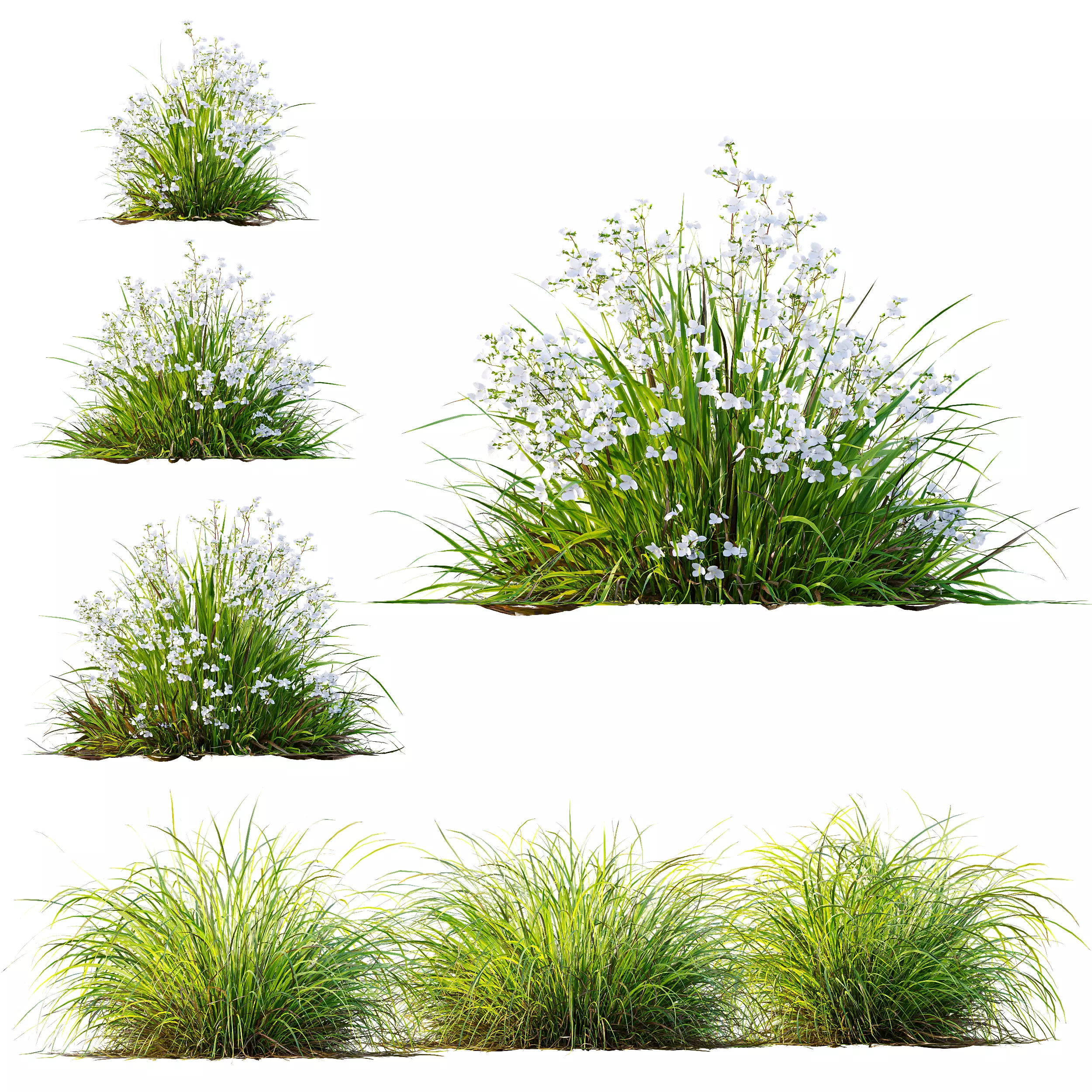 Libertia Grandiflora Grass and Carex Elata Aurea Grass 3D model_0
