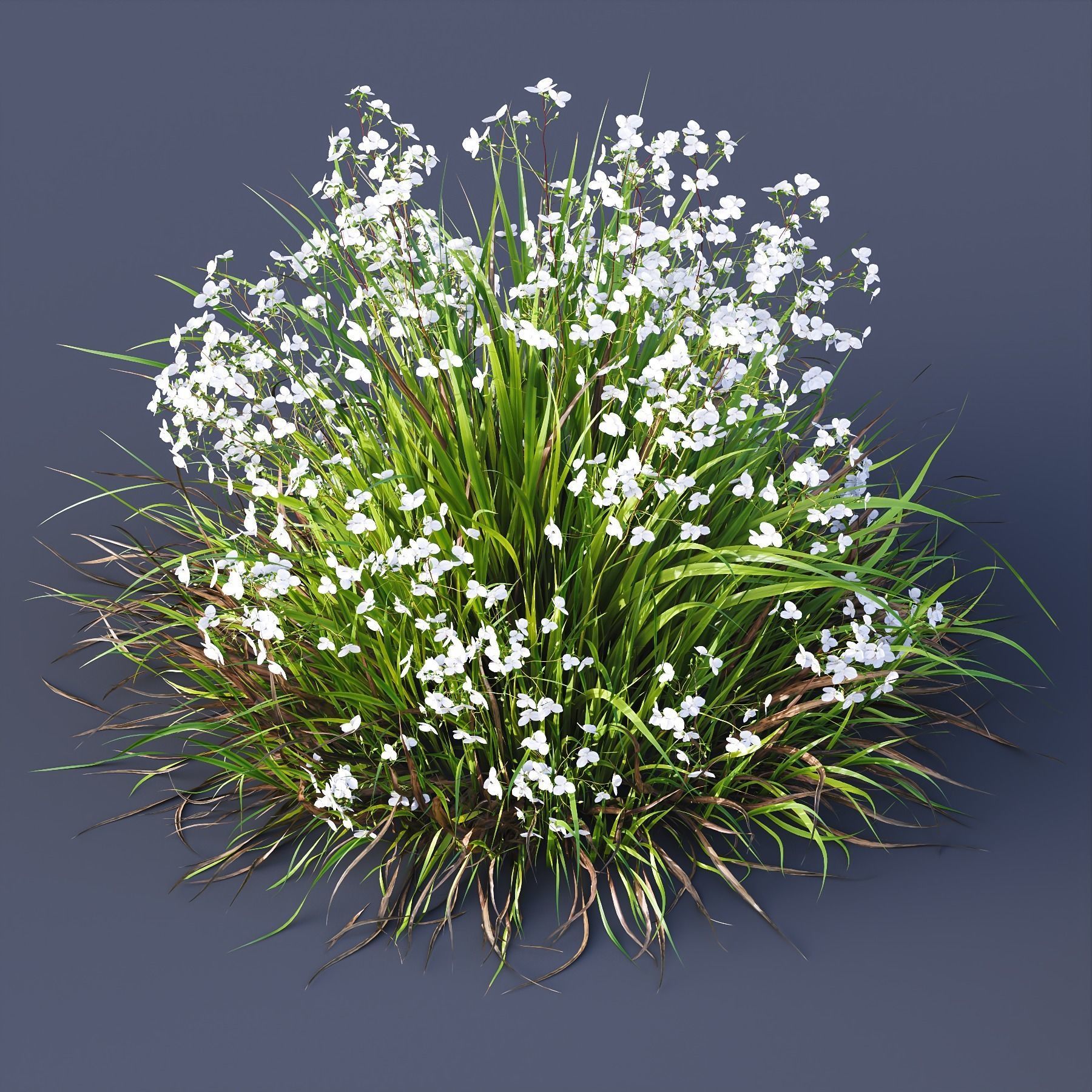 Libertia Grandiflora Grass and Carex Elata Aurea Grass 3D model_7