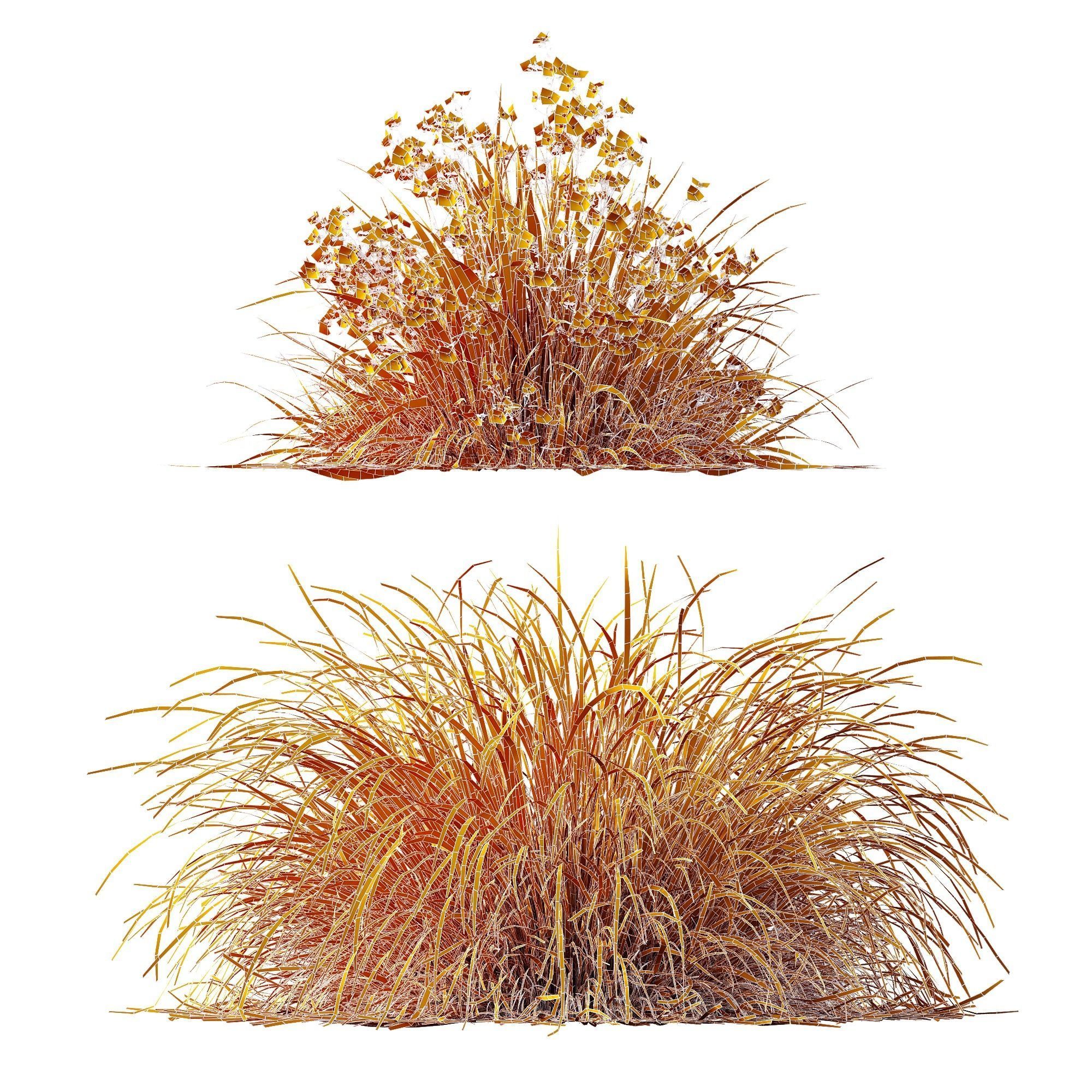 Libertia Grandiflora Grass and Carex Elata Aurea Grass 3D model_5