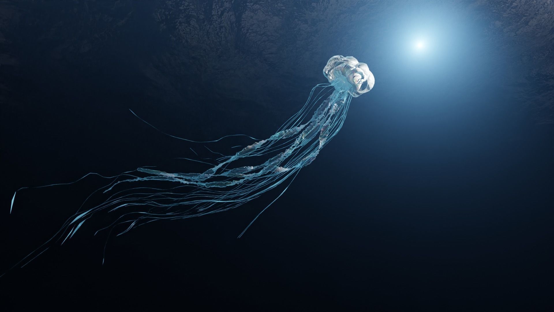 Jellyfish - Rigged 3D model_2