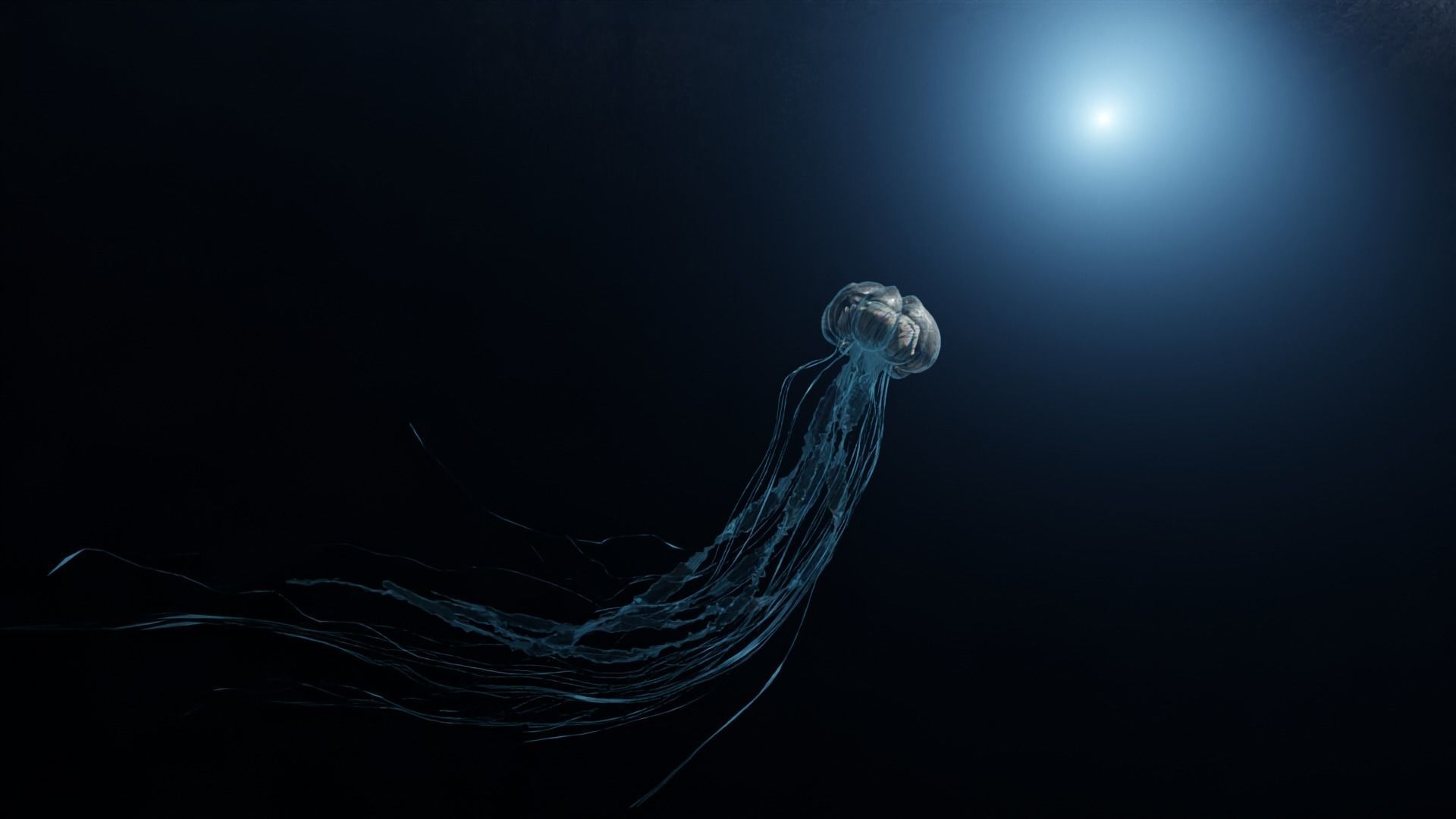 Jellyfish - Rigged 3D model_6