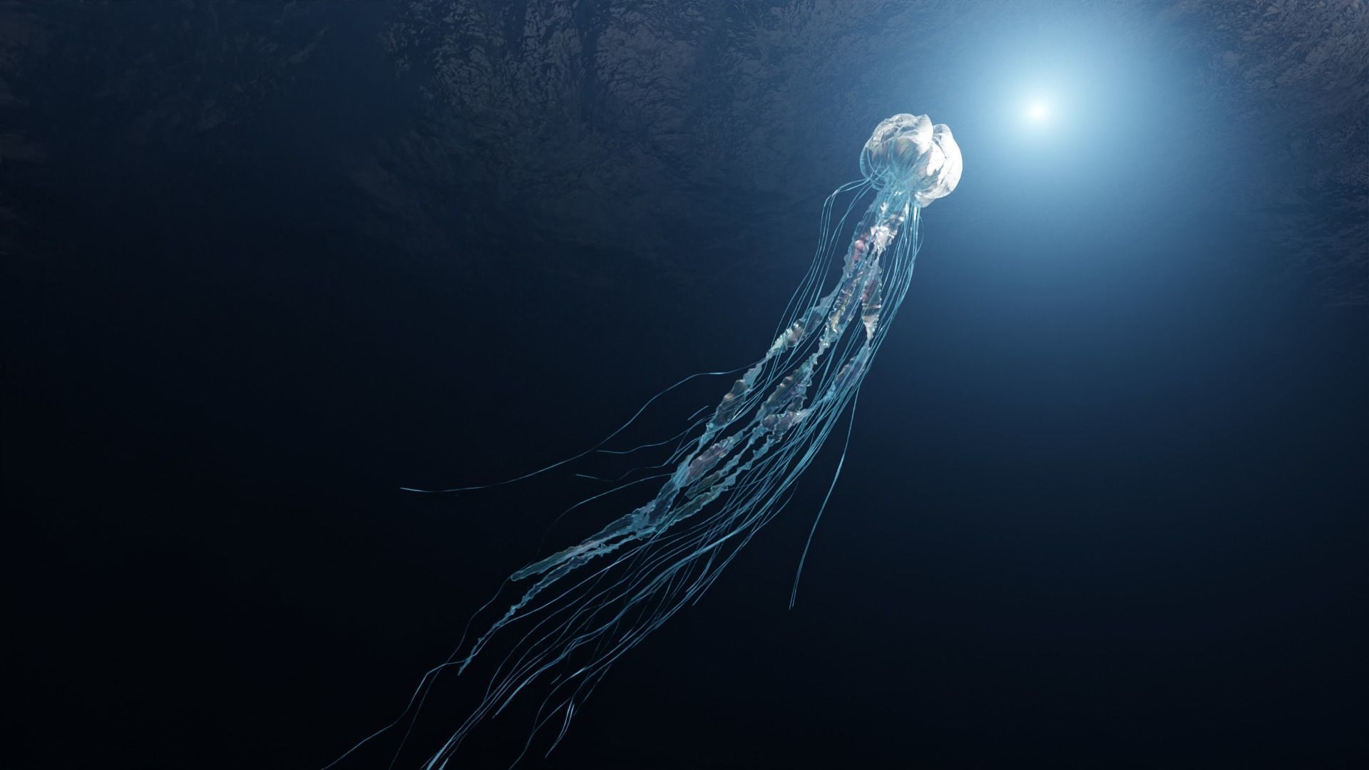 Jellyfish - Rigged 3D model_1